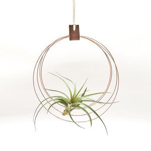 Bambus Hanging Air Plant Display
